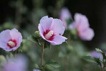 ムクゲの花のクローズアップ