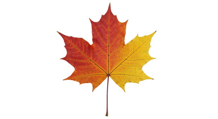Isolated Maple Leaf Changing Colors, Red and Yellow Autumn Leaf with Stem, Fall Season