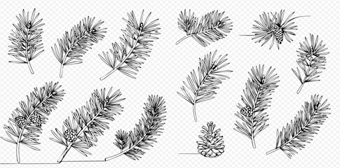 Detailed black and white line art illustrations of various pine tree branches and a solitary pine cone, perfect for winter and holiday designs.