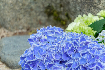 岩のそばに咲く青い紫陽花の花
