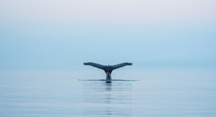Naklejka premium Whale tail rising from the tranquil ocean, creating a peaceful and calming view