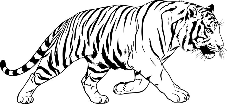 Running tiger drawing. It is a black and white outline image of a tiger in a running posture, showcasing its powerful and agile movement. Vector sketch line art draw