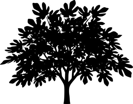 Fig tree silhouette. This image shows a black silhouette of a fig tree with detailed branches and foliage, also known as a ficus tree or fig plant. Vector clipart illustration design