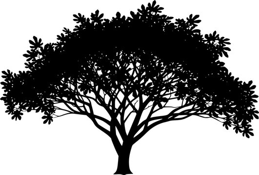 Fig tree silhouette. This image shows a black silhouette of a fig tree with detailed branches and foliage, also known as a ficus tree or fig plant. Vector clipart illustration design