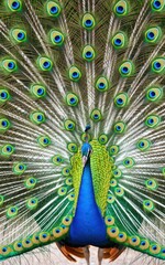 Fototapeta premium Majestic peacock displaying vibrant feathers in natural habitat wildlife photography colorful environment close-up view