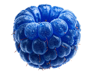 Close-Up of Fresh Blue Raspberry with Water Droplets, isolated on a transparent background.