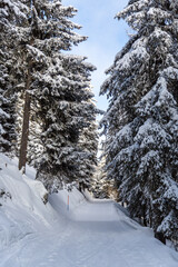 A path in a coniferous forest without people, covered with snow during the day