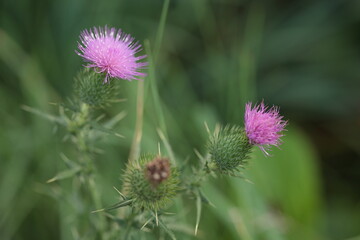 路傍で淡いピンクの花を咲かせていたアザミ