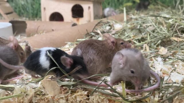 M&auml;use in einem Terarium.