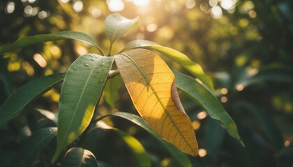 Close-up of mango leaves with water droplets backlit by the sun. Yellow and green foliage in a tropical garden during golden hour. Natural background with warm sunlight