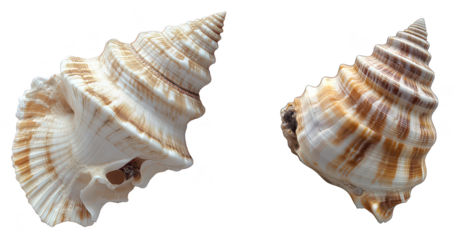 Collection of Beautiful Spiral Sea Shells isolated on transparent background.