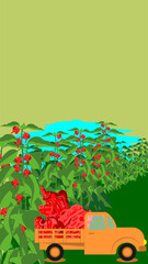 Truck loaded with Carolina Reaper peppers or HP22B. Chili peppers. Agricultural field. Harvest season. Vertical banner. Isolated vector