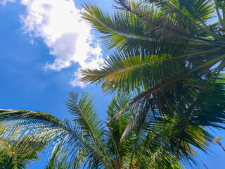 Fototapeta premium Low-angle view of lush green palm fronds reaching towards a bright, sunny day.