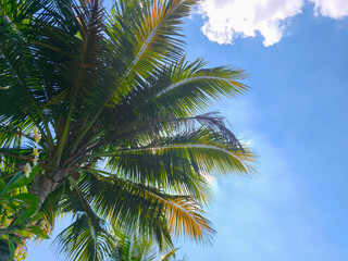 Low-angle view of lush green palm fronds reaching towards a bright, sunny day.