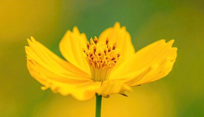 Close up of a bright yellow cosmos flower with detailed center in soft green bokeh background captured in natural sunlight