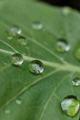 Water droplets on vegetable leaves after an autumn rain