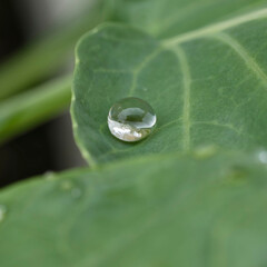 Water droplets on vegetable leaves after an autumn rain