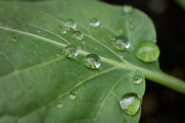 Water droplets on vegetable leaves after an autumn rain