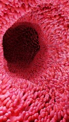 Microscopic View of Small Intestine Villi