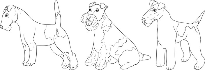 Black-and-white line drawing of three Fox Terriers in standing and sitting poses, featuring detailed fur texture, ideal for coloring pages and traditional hunting themes.