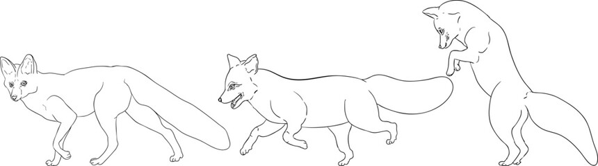 A line drawing of three foxes in dynamic poses—walking, trotting, and leaping—ideal for coloring pages, showcasing traditional hunting themes with detailed outlines.