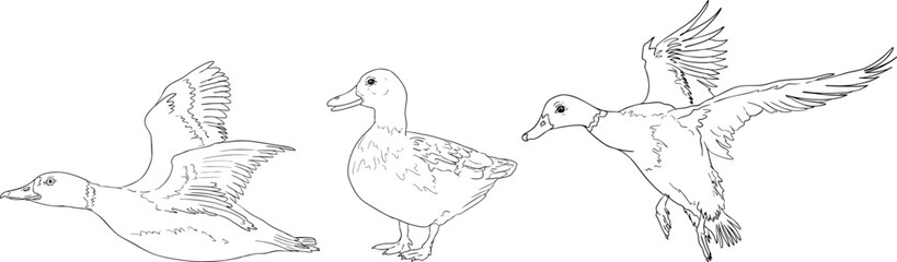 Black-and-white line drawing of three ducks in flying and standing poses, with detailed feathers, ideal for coloring pages and traditional hunting themes.