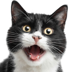 Surprised black and white tuxedo cat with wide eyes and open mouth, displaying joyful expression. This playful feline captures attention with its vibrant features and lively demeanor