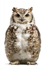 Naklejka premium Owl photography background animal.