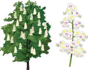 Flowering horse chestnut tree (Aesculus hippocastanum) and horse chestnut inflorescence isolated on white background