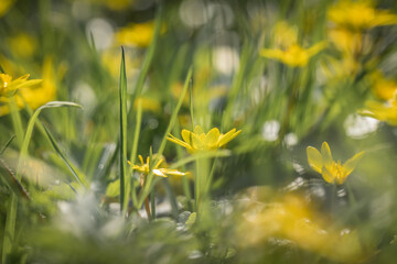 An atmospheric photograph of celandine flowers in the spring sunshine