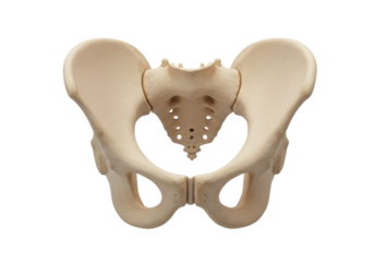Isolated human hip bone anatomy, pelvis bone structure, os coxae, sacrum, and coccyx bone
