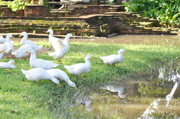 duck or ducks on the farm , farm animal