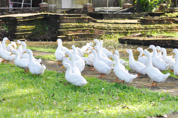 duck or ducks on the farm , farm animal