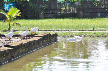 duck or ducks on the farm , farm animal