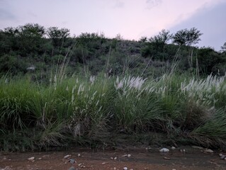 Feathers of the Wild: Kans Grass Plumes in a Mountain Landscape