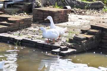 duck or ducks on the farm , farm animal