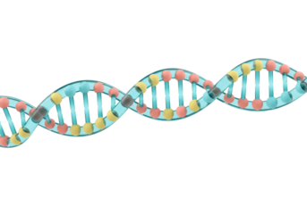 Isolated DNA model showing genetic coding information, helix for medical applications