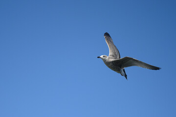 a flying seagull against the blue sky