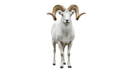 Isolated Dall sheep standing in upright position looking straight ahead calm expression
