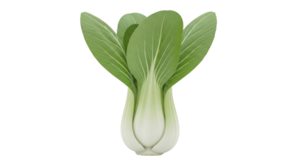 Isolated fresh Bok Choy Chinese cabbage Brassica rapa, a nutrient-rich green cruciferous vegetable