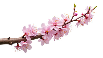 Obraz premium Delicate pink cherry blossoms bloom on slender branch, showcasing nature beauty and elegance in springtime