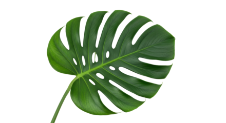 Isolated Monstera deliciosa leaf, tropical foliage plant with natural split leaves