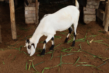 Young goat eating grass on farm