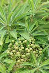 Honey spurge seed heads in close up