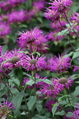 Pink beebalm flowers in close up