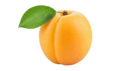 Isolated apricot with leaf, fresh single apricot fruit, healthy natural food with vitamins