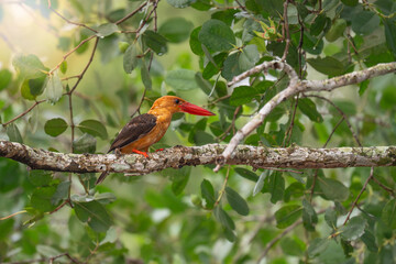 A brown winged kingfisher perched on a tree branch alone