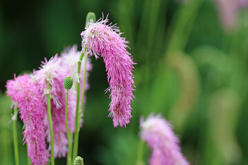 Pink foxtail burnet flowers in close up