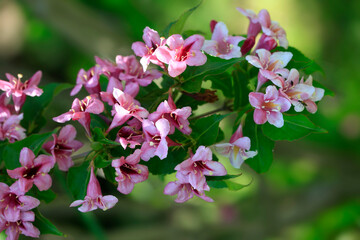 pink and white flowers