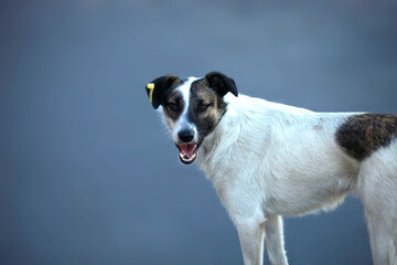 Portrait of cute street dog